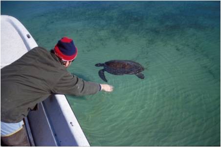 cold-stunned turtle